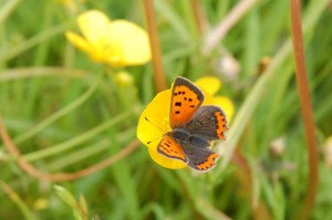 small copper butterfly   